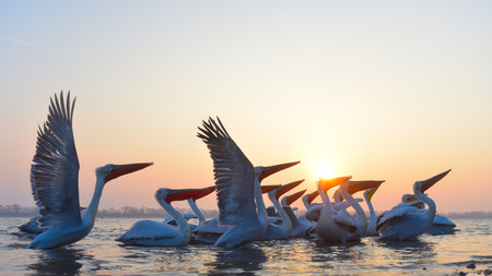 Dalmatian Pelican (Pelecanus crispus) Fishingの写真素材