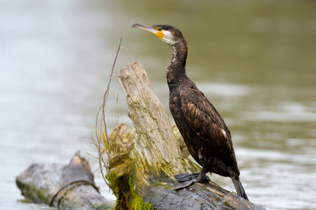Great cormorant (Phalacrocorax carbo) on treeの写真素材