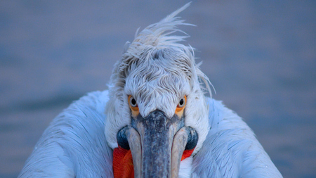 Dalmatian Pelican (Pelecanus crispus) Portraitの写真素材