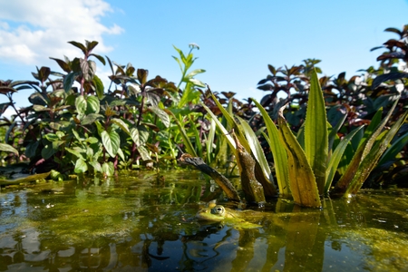Edible Frog on Water in Summer, in a natural enviromental landscape