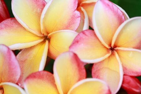 Flowers: Plumeria spp.の写真素材