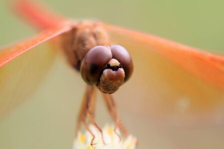 Orange dragonflyの写真素材
