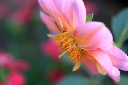 Pink flowerの写真素材