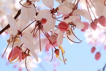 Flowers: Cassia bakeriana craibの写真素材