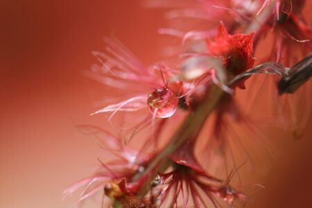 raindrop in morning lightの写真素材