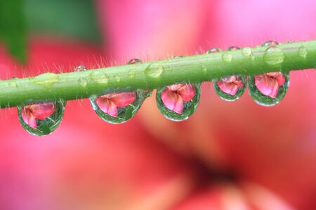 reflection of the plumeria  in  raindropの写真素材
