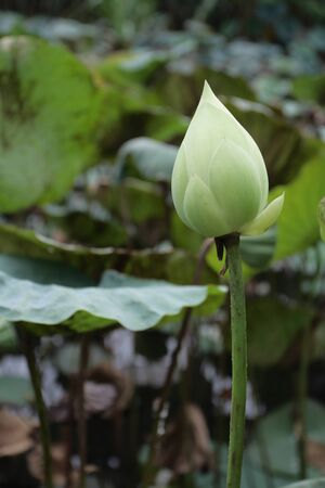 lotus; Nelumbo nucifera の写真素材