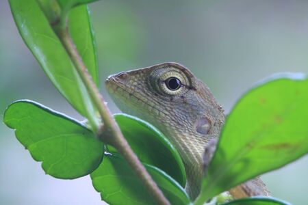 lizard; Squamata Lacertiliaの写真素材