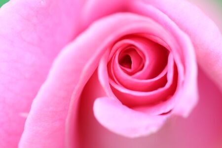 background of the flower; Rosa hybridsの写真素材