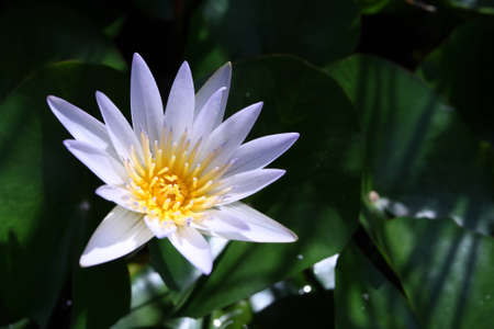 purple water-lillyの写真素材