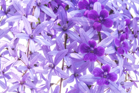 Beautiful purple wreath vine or queen's wreath vine flower on blurred backgroundの写真素材