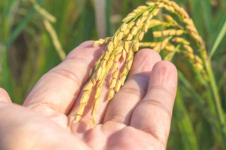 Closeup hand touching a rice in the paddy filed on blurred backgroundの写真素材