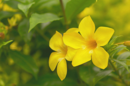 Allamanda flowers, Yellow flowers with green leaves soft focus and selective depth of fieldの写真素材