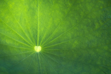 Abstract background of lotus leaf textureの写真素材