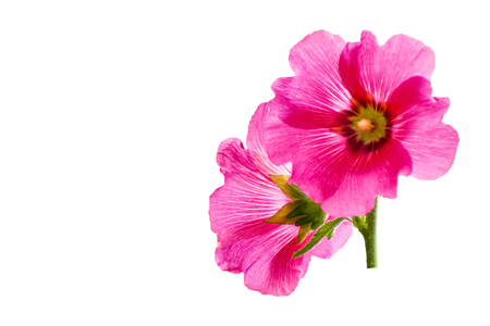 Pink hollyhock flower isolated on white background with clipping pathの写真素材
