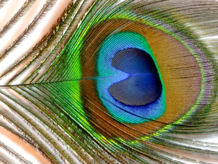 Feather of a peafowl also known as Indian peafowl