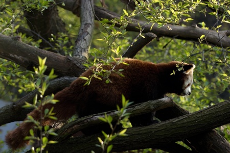 Red panda walking over branch