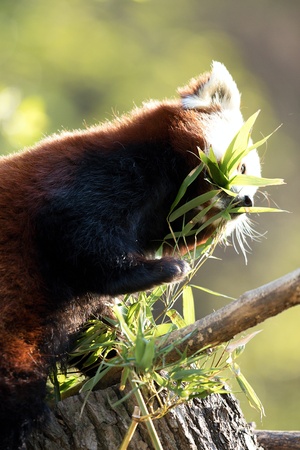 Red panda eating bamboo bladesの写真素材