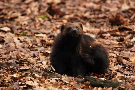 Siberian Wolverine sitting on the ground with tree bladesの写真素材
