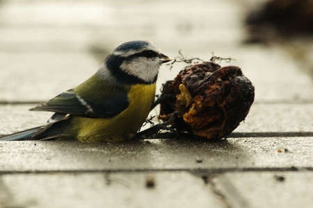 Sitting tit eating nutの写真素材
