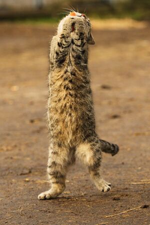 Tabby cat walking on hind legs and showing belly