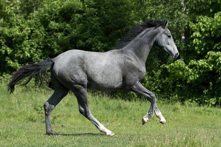 Galloping young gray horse on the meadowの写真素材