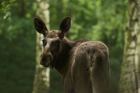 Elk (Alces alces) cow with calf.の写真素材
