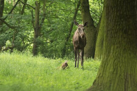 Elk (Alces alces) cow with calf.の写真素材