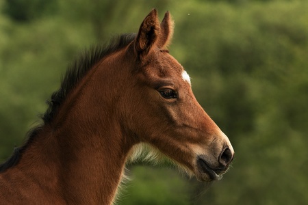 Four days old foal on the meadow focused and watching all aroundの写真素材