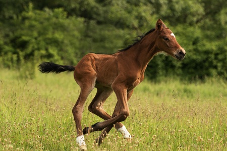 Four days old foal running on the meadowの写真素材