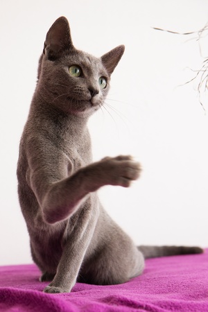 Russian blue catの写真素材