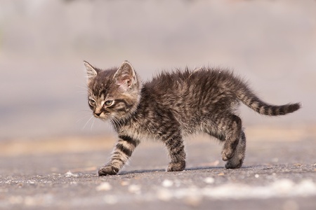 Few days old catの写真素材
