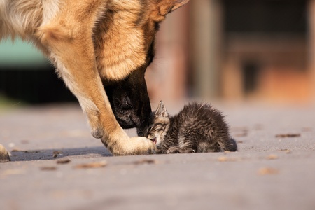 Dog taking care of young small cat