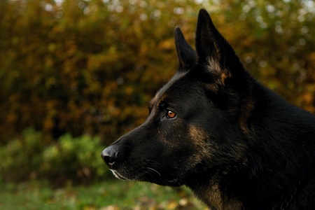 Head portrait of focused German Shepherdの写真素材