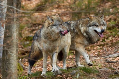 Two wolfs walking over rockの写真素材
