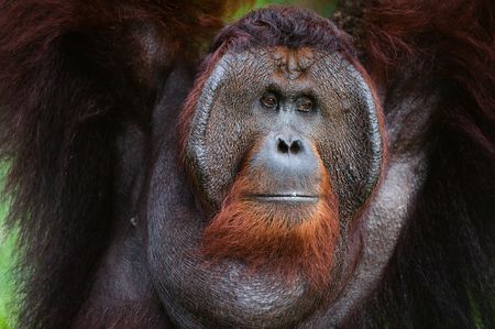 Indonesia.Borneo. Rainforest.  Pongo pygmaeus wurmbii - southwest populations. Pongo pygmaeus...