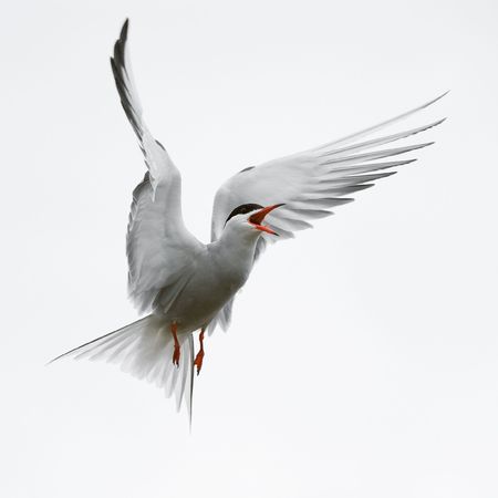 The Common Tern is a seabird of the tern family Sternidae. This bird has a circumpolar distribution breeding in temperate and sub-Arctic regions of Europe, Asia and America. /の写真素材