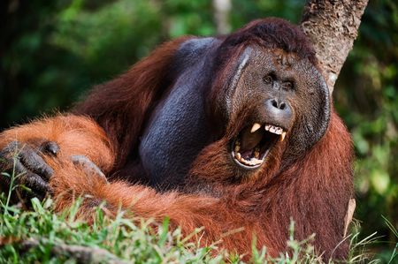 Indonesia, Borneo - Yawning Orangutan sitting on a treeの写真素材