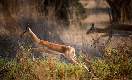 Impala female is running. /  The impala lives in wide open plains in Africa, in herds of near a hundred.の写真素材