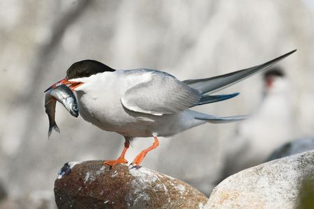 The Common Tern (Sterna hirundo) is a seabird of the tern family Sternidae.の写真素材