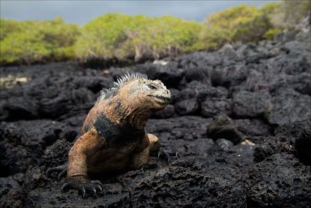 The marine  iguana poses on the black stiffened lava. の写真素材