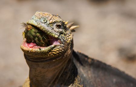 The iguana eats a cactus. The iguana almost entirely swallows a fruit of a cactus of a prickly pear の写真素材