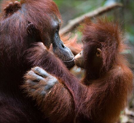  Kissing mum. The kid the orangutan gently kisses the mother.の写真素材