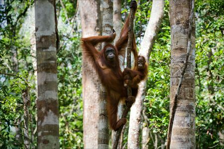 Female of the orangutan with a cub. The female of the orangutan with a cub hangs on a liana in rainforest of Borneo.の写真素材