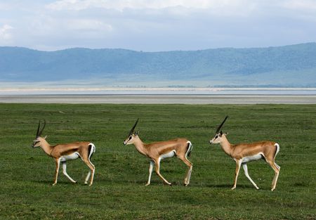 Three gazelles of the grandee synchronously go on a green grass against a mountain landscape.の写真素材