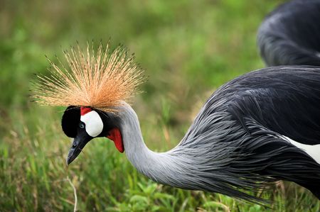 The beautiful crowned crane bends down and ?????? brightly green grass. A crowned crane.の写真素材