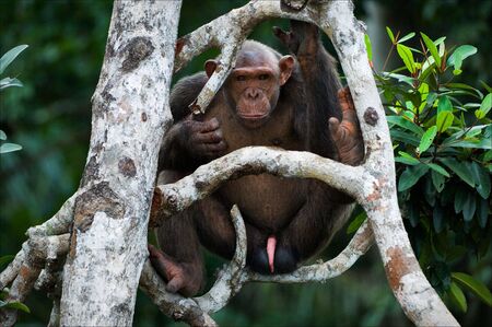 Chimpanzee on a tree. The wild male of a chimpanzee sits on branches of a tree and attentively...
