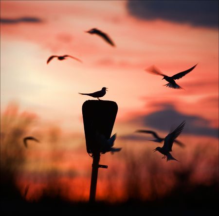 Round dance at a dawn. Terns against colourful a sky dawn turn a round dance.の写真素材