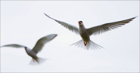  Against the sky in air two white birds soar.の写真素材