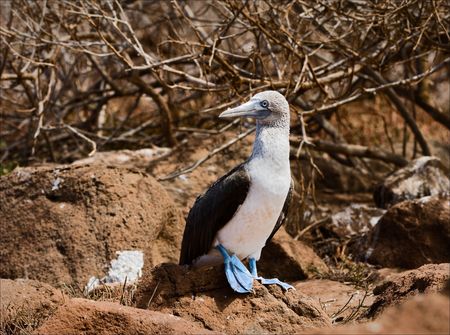 Blue-footed booby. The light bird with brightly blue feet sits on brown stones of a lavaの写真素材